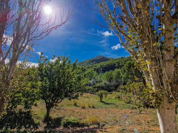 Jardin (11)